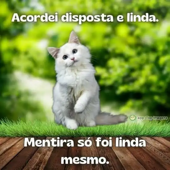 Acordei disposta e linda