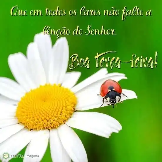 Boa terça-feira