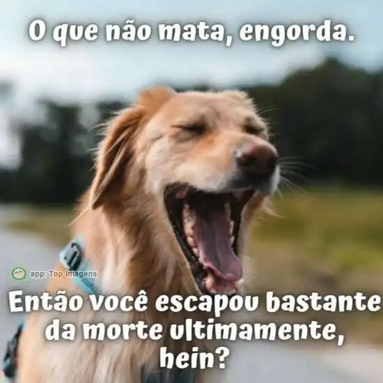 O que não mata engorda