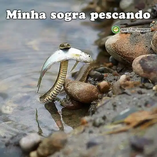 Sogrinha pescando