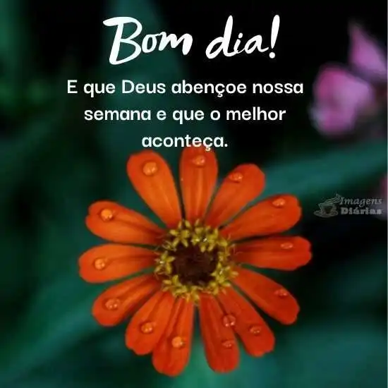 Bom dia