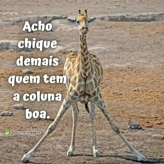Chique demais
