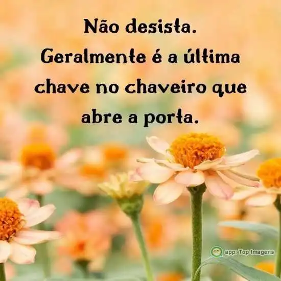 Não desista