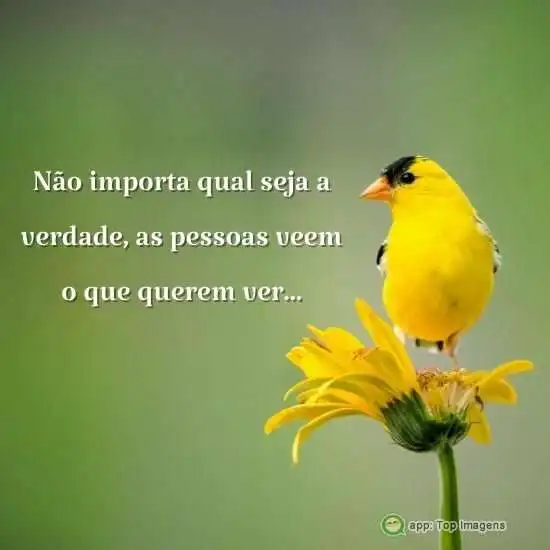 Não importa a verdade