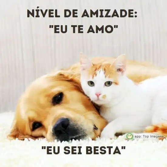 Nível de amizade