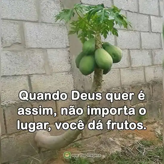 Quando Deus quer