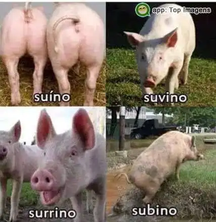 Zoeira com suínos