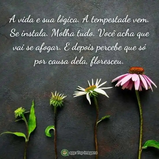 A vida e sua lógica