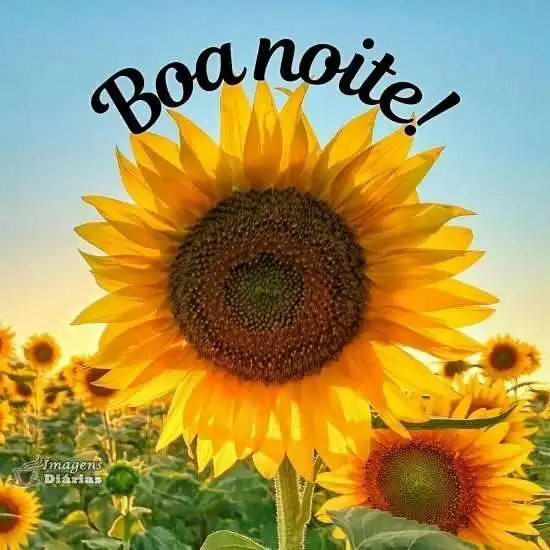 Boa noite