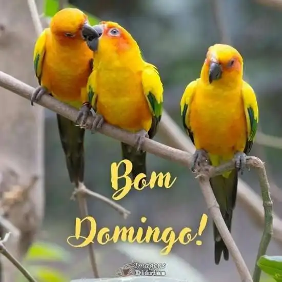 Bom domingo