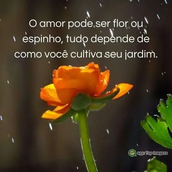 Cultivando seu jardim