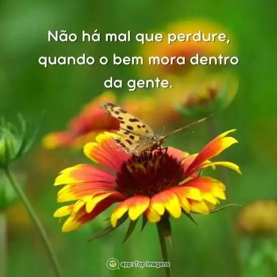 Não há mal que perdure