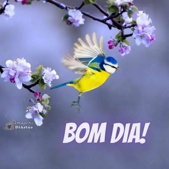 Bom dia