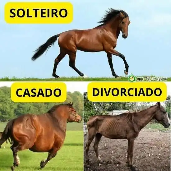Solteiro, casado e divorciado