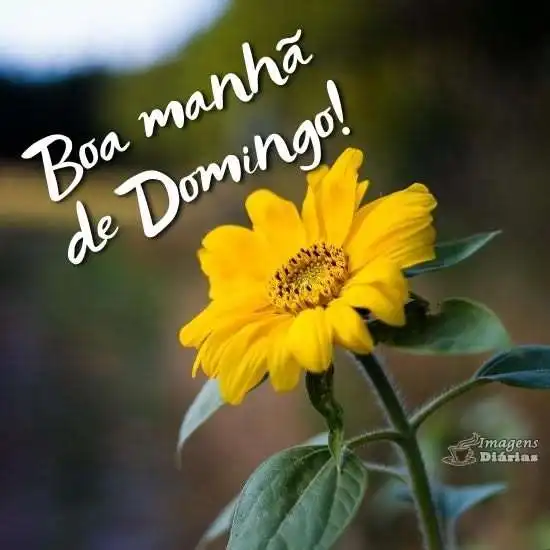Boa manhã de domingo