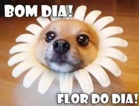 Flor do dia