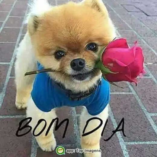 Bom dia