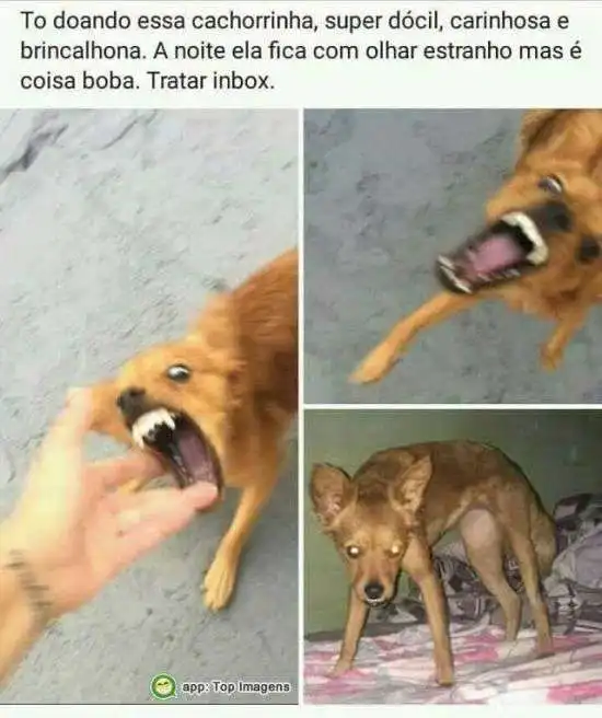 Doação de cachorro dócil