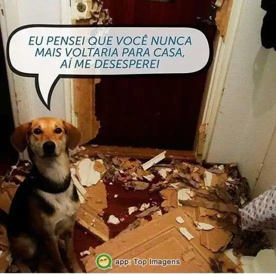 Cachorro desesperado