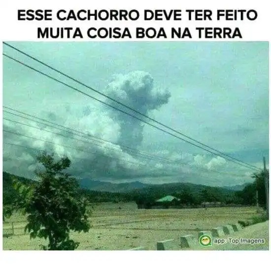 Cachorro gente boa