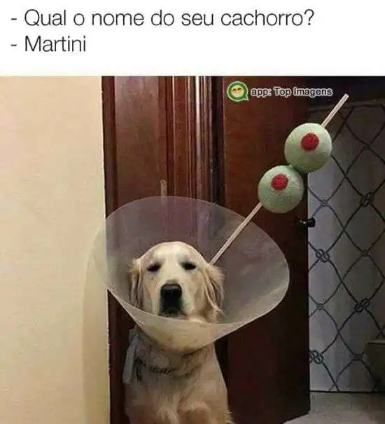 Cachorro Martini