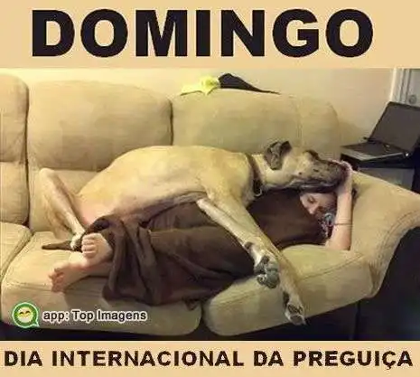 Dia internacional da preguiça