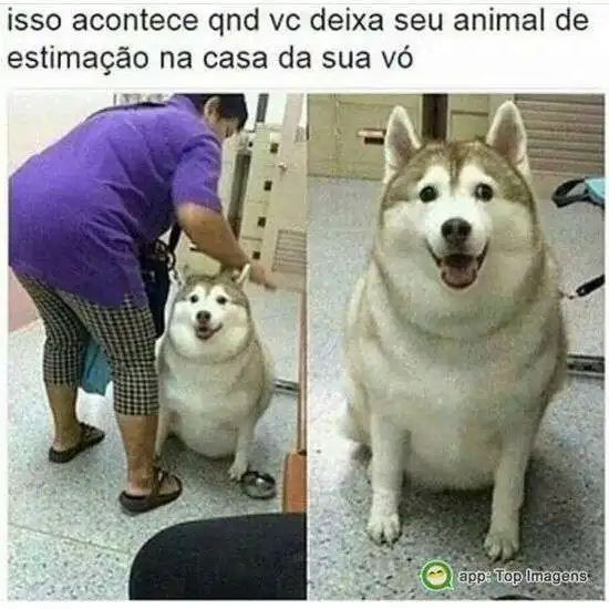 Cachorro na casa da avó