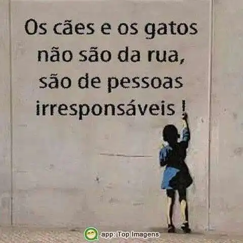 Cães e gatos não são da rua