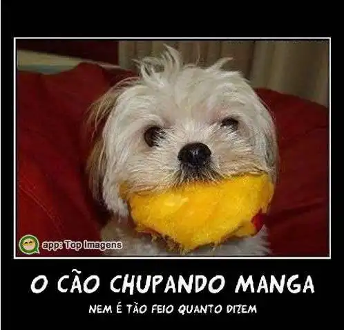 Cão chupando manga