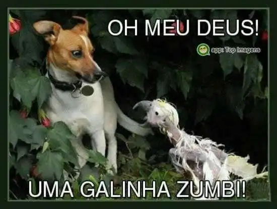 Galinha zumbi