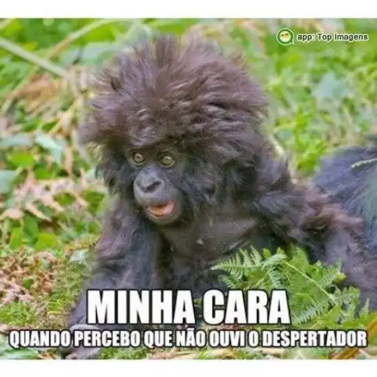 Minha cara
