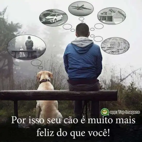 Cão feliz