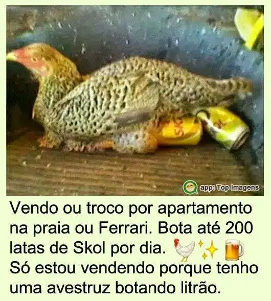 Vendo ou troco galinha