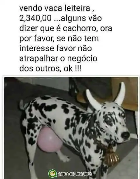 Vendo vaca leiteira