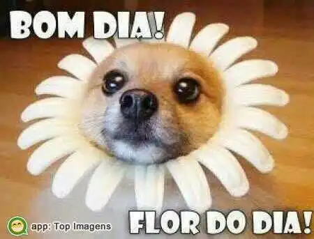 Bom dia
