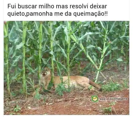 Buscando milho