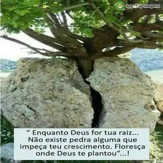 Enquanto Deus for tua raiz