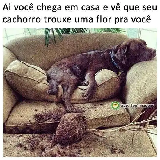 Cachorro trouxe uma flor