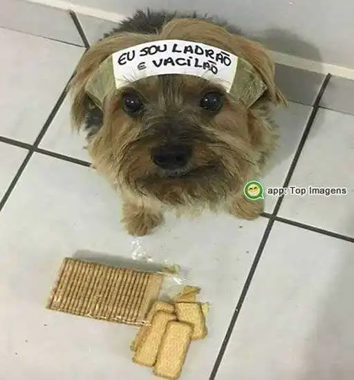 Eu sou ladrão e vacilão