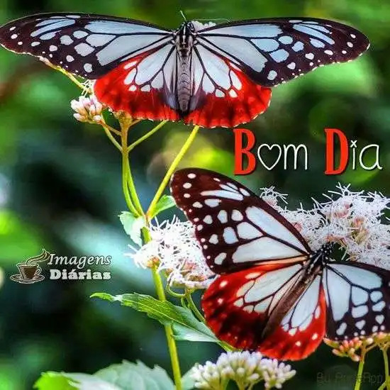 Bom dia