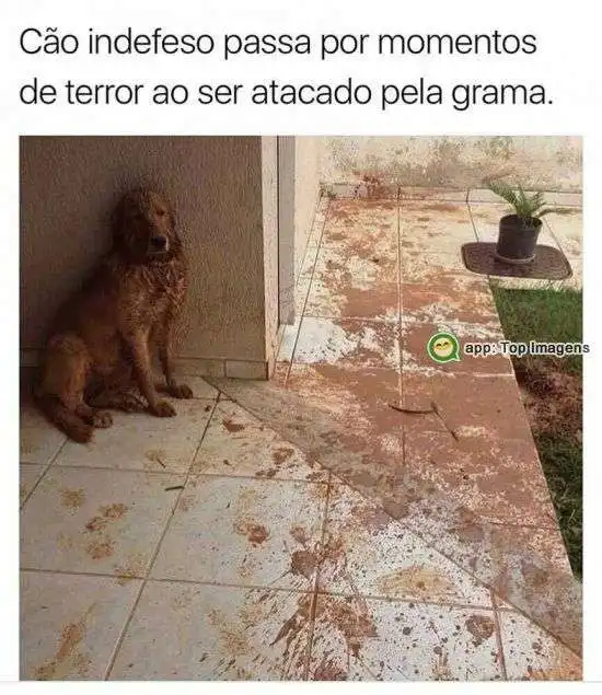 Cão indefeso