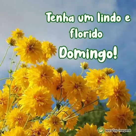 Lindo domingo