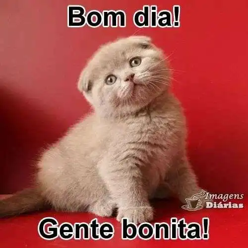 Bom dia