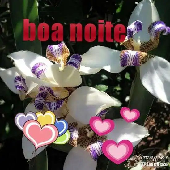 Boa noite