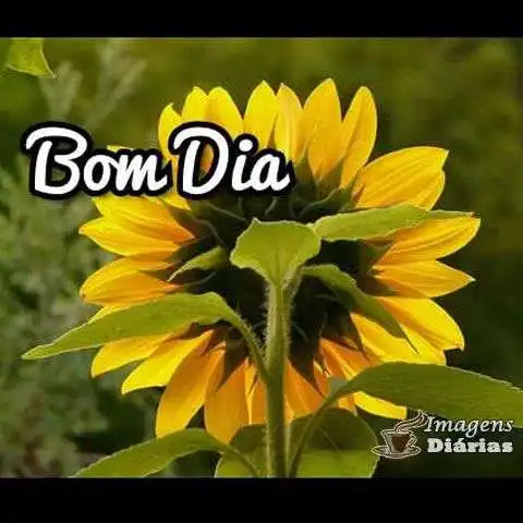 Bom dia