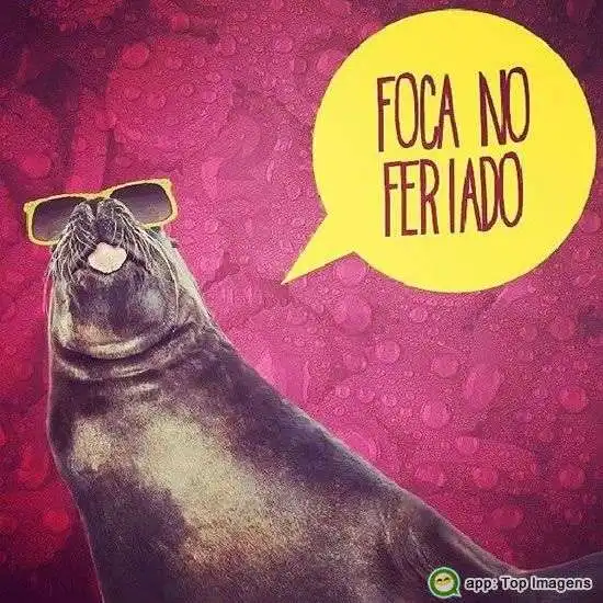 Foca no feriado