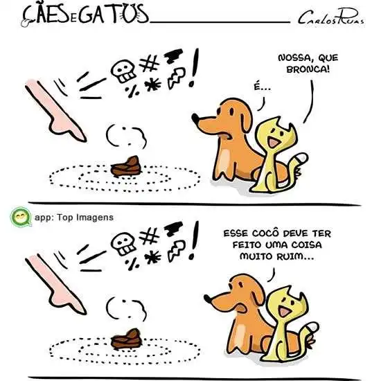 Cão e gato