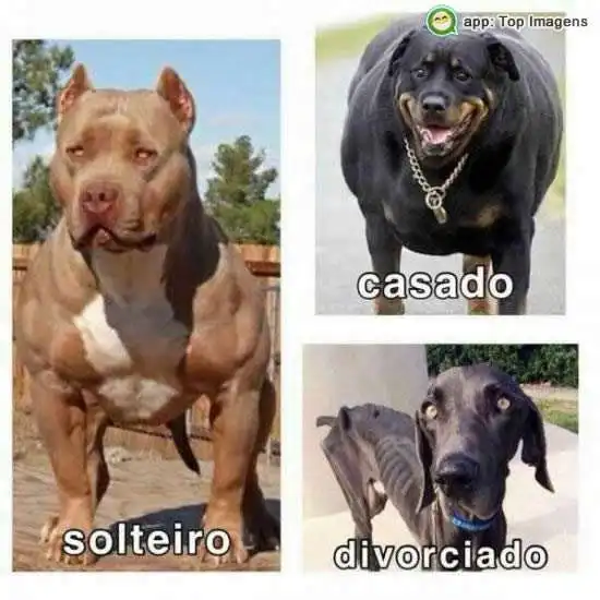 Solteiro, casado e divorciado