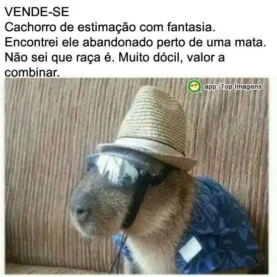 Cachorro de estimação