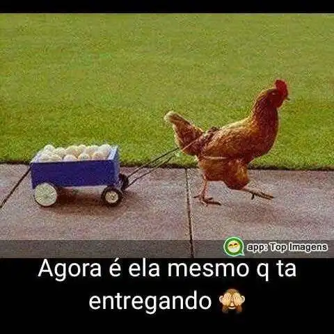 Entrega de ovos